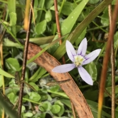 Isotoma fluviatilis subsp. australis at Bruce, ACT - 4 May 2021