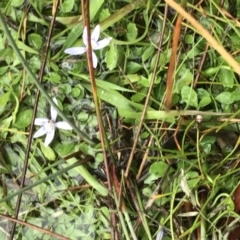 Isotoma fluviatilis subsp. australis at Bruce, ACT - 4 May 2021 10:33 AM