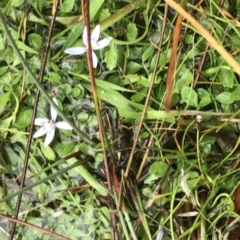 Isotoma fluviatilis subsp. australis at Bruce, ACT - 4 May 2021