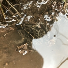 Limnodynastes tasmaniensis (Spotted Grass Frog) at Black Mountain - 22 Jul 2021 by MattFox