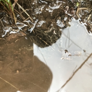 Limnodynastes tasmaniensis at Bruce, ACT - 23 Jul 2021 09:11 AM