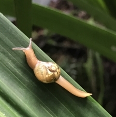 Mysticarion porrectus (Golden Semi-slug) at Acton, ACT - 11 May 2021 by MattFox