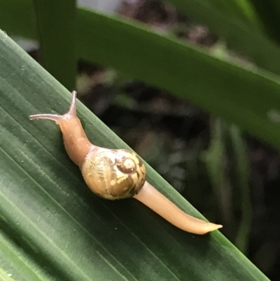 Mysticarion porrectus (Golden Semi-slug) at ANBG - 11 May 2021 by MattFox