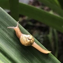 Mysticarion porrectus at Acton, ACT - 11 May 2021 10:39 AM