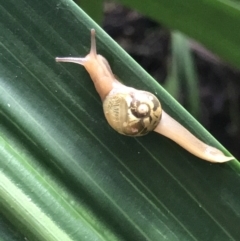 Mysticarion porrectus at Acton, ACT - 11 May 2021 10:39 AM