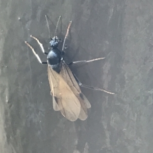 Formicidae (family) at Acton, ACT - 23 Jul 2021 09:37 AM