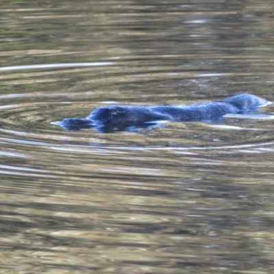 Ornithorhynchus anatinus (Platypus) at Paddys River, ACT - 22 Jul 2021 by Christine