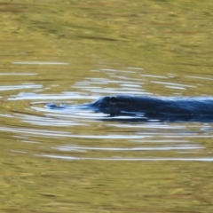 Ornithorhynchus anatinus at Paddys River, ACT - 22 Jul 2021