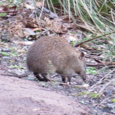 Isoodon obesulus obesulus (Southern Brown Bandicoot) at Paddys River, ACT - 22 Jul 2021 by Christine