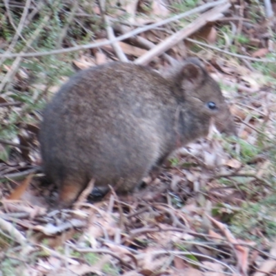 Potorous tridactylus (Long-nosed Potoroo) at Paddys River, ACT - 22 Jul 2021 by Christine