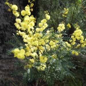 Acacia terminalis at Bundanoon, NSW - 19 Jul 2021