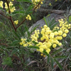 Acacia terminalis at Bundanoon, NSW - 19 Jul 2021