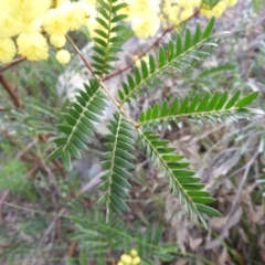 Acacia terminalis at Bundanoon, NSW - 19 Jul 2021 03:09 PM