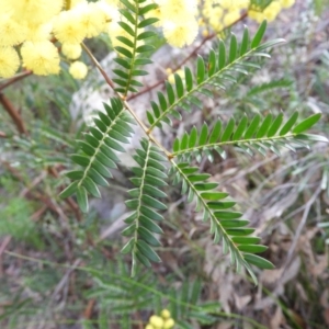 Acacia terminalis at Bundanoon, NSW - 19 Jul 2021 03:09 PM
