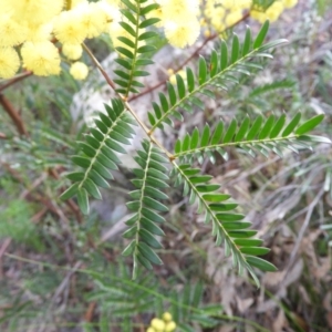 Acacia terminalis at Bundanoon, NSW - 19 Jul 2021