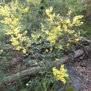 Acacia terminalis at Bundanoon, NSW - 19 Jul 2021