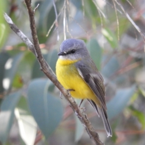 Eopsaltria australis at Bundanoon, NSW - 20 Jul 2021