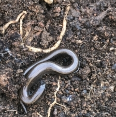 Hemiergis talbingoensis (Three-toed Skink) at Flea Bog Flat, Bruce - 22 Jul 2021 by MattFox