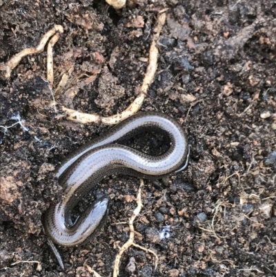 Hemiergis talbingoensis (Three-toed Skink) at Bruce, ACT - 23 Jul 2021 by MattFox