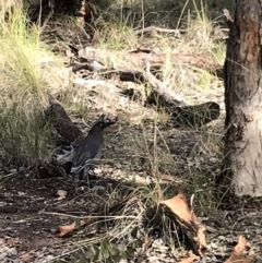 Strepera versicolor (Grey Currawong) at Aranda Bushland - 18 Jul 2021 by MattFox