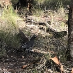 Strepera versicolor at Aranda, ACT - 18 Jul 2021