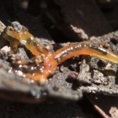 Unidentified Other Invertebrate at Bruce Ridge - 22 Jul 2021 by AlisonMilton