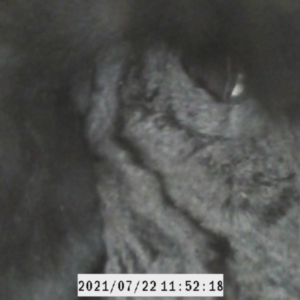 Petaurus norfolcensis at Hamilton Valley, NSW - 22 Jul 2021 10:22 AM