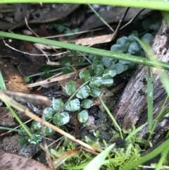 Asplenium flabellifolium (Necklace Fern) at Acton, ACT - 23 Jul 2021 by MattFox