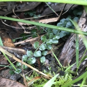 Asplenium flabellifolium at Acton, ACT - 23 Jul 2021 02:31 PM