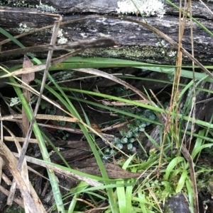 Asplenium flabellifolium at Acton, ACT - 23 Jul 2021