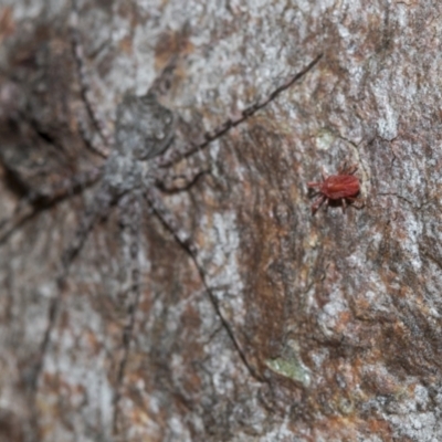 Tamopsis sp. (genus) (Two-tailed spider) at Bruce Ridge to Gossan Hill - 22 Jul 2021 by AlisonMilton