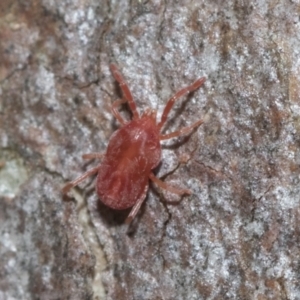 Trombidiidae (family) at Bruce, ACT - 22 Jul 2021