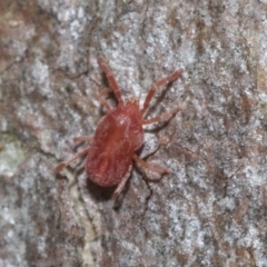 Trombidiidae (family) (Red velvet mite) at Bruce Ridge - 22 Jul 2021 by AlisonMilton