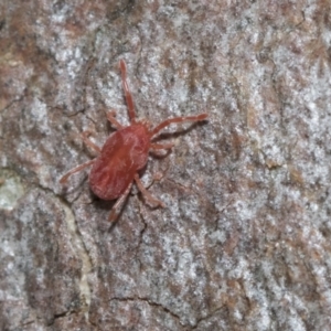 Trombidiidae (family) at Bruce, ACT - 22 Jul 2021