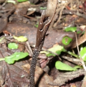 Geoglossum at Paddys River, ACT - 22 Jul 2021