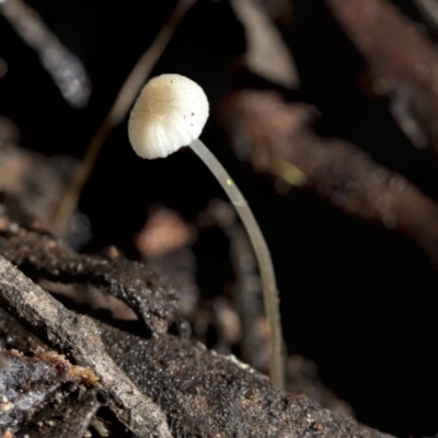Unidentified Cap on a stem; gills below cap [mushrooms or mushroom-like] at Bruce, ACT - 22 Jul 2021 by AlisonMilton