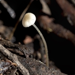 Unidentified Cap on a stem; gills below cap [mushrooms or mushroom-like] at Bruce Ridge - 22 Jul 2021 by AlisonMilton