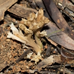 Clavulina sp. (A coral fungus) at Bruce Ridge to Gossan Hill - 22 Jul 2021 by AlisonMilton