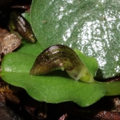 Corysanthes sp. (A Helmet Orchid) at Tidbinbilla Nature Reserve - 22 Jul 2021 by RobG1