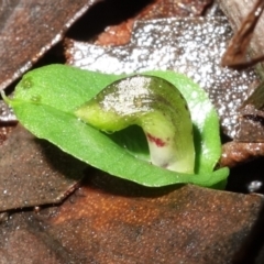 Corysanthes sp. at suppressed - suppressed