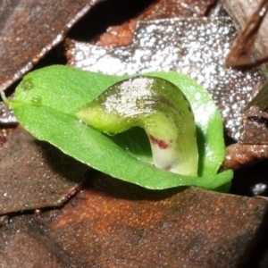 Corysanthes sp. at suppressed - suppressed