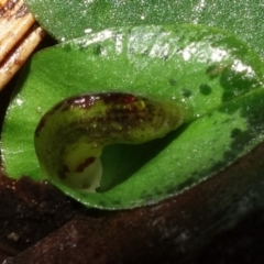 Corysanthes sp. at suppressed - suppressed