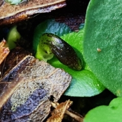 Corysanthes sp. at suppressed - 22 Jul 2021