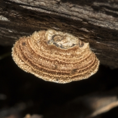 Xylobolus illudens (Purplish Stereum) at Bruce, ACT - 22 Jul 2021 by AlisonMilton