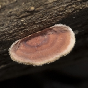 Xylobolus illudens at Bruce, ACT - 22 Jul 2021 12:29 PM