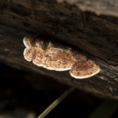 Xylobolus illudens at Bruce, ACT - 22 Jul 2021 12:29 PM