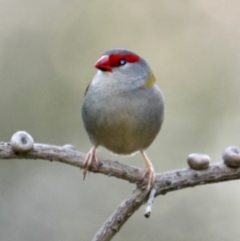 Neochmia temporalis (Red-browed Finch) at Springdale Heights, NSW - 22 Jul 2021 by PaulF