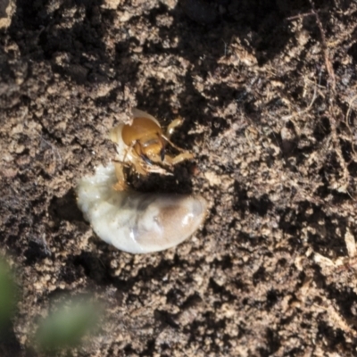 Scarabaeidae (family) (Scarab beetle, curl grub) at Bruce Ridge to Gossan Hill - 22 Jul 2021 by AlisonMilton