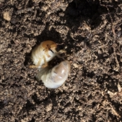 Scarabaeidae (family) at Bruce, ACT - 22 Jul 2021