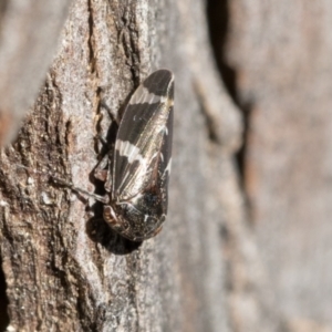 Eurypella tasmaniensis at Scullin, ACT - 22 Jul 2021 11:06 AM